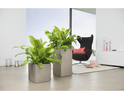 Obývacia izba s dvoma štvorcovými kvetináčmi a izbovými rastlinami