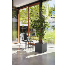 Svetlý interiér s rastlinou v hranatom kvetináči, stoličkou a stolom pri okne