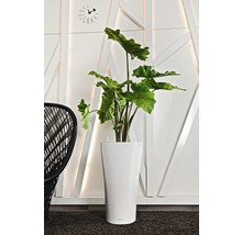 Interiérová fotografia s izbovou rastlinou v bielom kvetináči