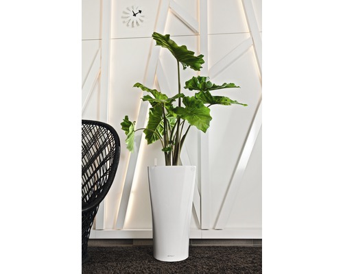 Interiérová fotografia s izbovou rastlinou v bielom kvetináči