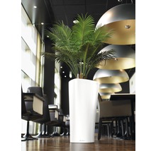 Miestnosť s rastlinou v bielom kvetináči