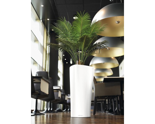 Miestnosť s rastlinou v bielom kvetináči