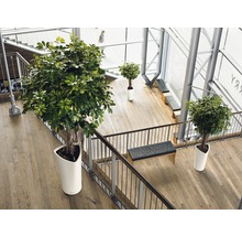 Interiér so schodiskom a rastlinami v bielych kvetináčoch