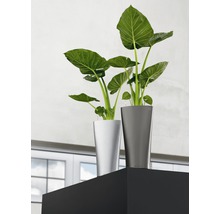 Dve izbové rastliny v kvetináčoch na poličke