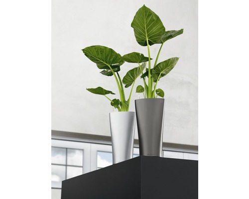 Dve izbové rastliny v kvetináčoch na poličke