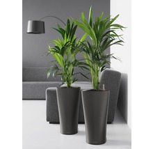 Dve izbové rastliny v kvetináčoch v obývacej izbe