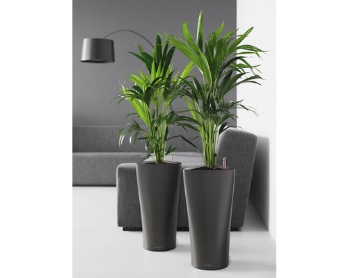 Dve izbové rastliny v kvetináčoch v obývacej izbe