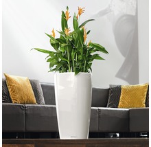 Izbová rastlina so žltými kvetmi v bielom kvetináči v obývacej izbe