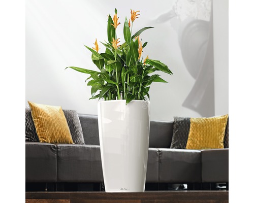 Izbová rastlina so žltými kvetmi v bielom kvetináči v obývacej izbe