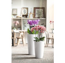 Dva štíhle kvetináče s orchideami na podlahe