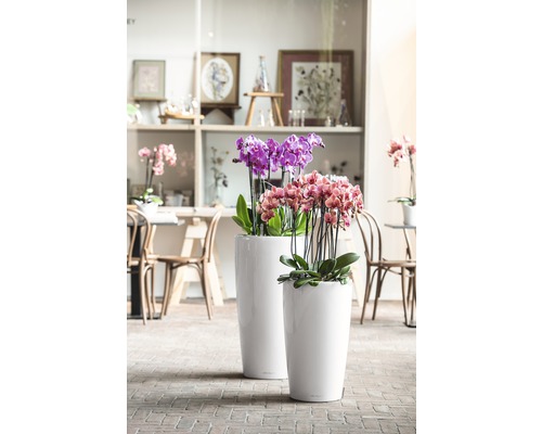 Dva štíhle kvetináče s orchideami na podlahe