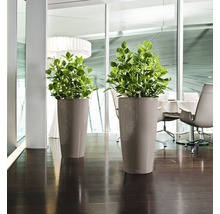 Dva vysoké kvetináče so zelenými rastlinami v svetlej miestnosti