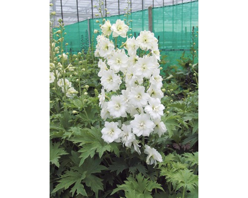 Stračonôžka FloraSelf Delphinium kultivar 'Black Knight' 5-60 cm kvetináč 0,5 l