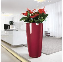 Vysoký kvetináč s antúriami v obývacej izbe.