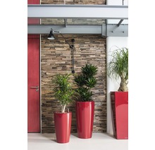 Interiér s rastlinami v kvetináčoch pred stenou s kamenným vzhľadom