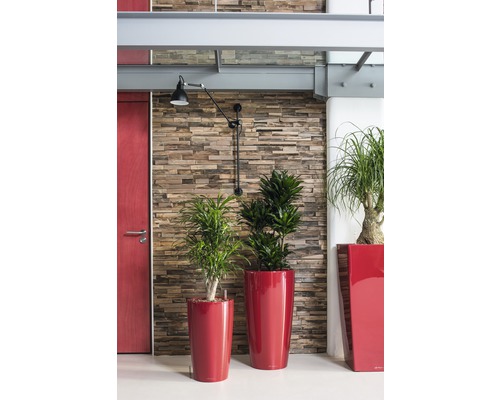 Interiér s rastlinami v kvetináčoch pred stenou s kamenným vzhľadom