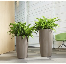 Dva vysoké kvetináče s papradinami vo svetlej miestnosti.