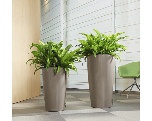 Dva vysoké kvetináče s papradinami vo svetlej miestnosti.