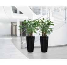 Dve rastliny Philodendron v čiernych kvetináčoch v budove so schodiskom.