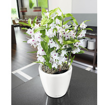 Rastlina Dendrobium Nobilé s bielymi kvetmi v bielom kvetináči
