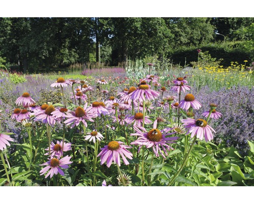 Echinacea červená FloraSelf Echinacea purpurea 'Magnus' 5-30 cm kvetináč 0,5 l