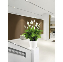 Interiérový pohľad s lopatkovcom v bielom kvetináči