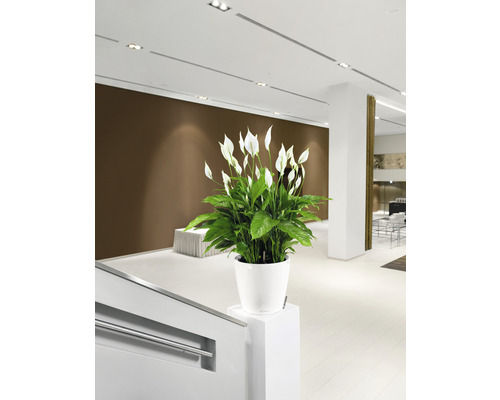 Interiérový pohľad s lopatkovcom v bielom kvetináči