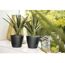 Dve rastliny ananásu v čiernych kvetináčoch na stole