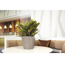 Izbová rastlina Cordyline v šedej nádobe na okrúhlom stole