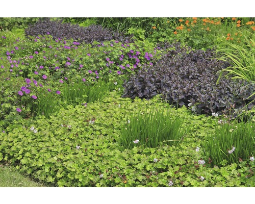 Pakost sivý FloraSelf Geranium x cantabrigiense 'Biokovo' 5-15 cm kvetináč 0,5 l Rôzne rastliny v záhradnom záhone