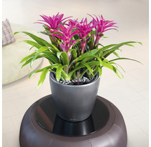 Bromélia v kvetináči na stoličke