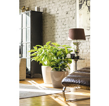 Dve izbové rastliny v kvetináčoch v jasnej obývacej izbe s tehlovou stenou