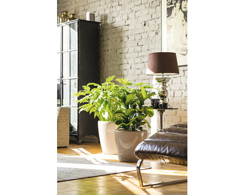 Dve izbové rastliny v kvetináčoch v jasnej obývacej izbe s tehlovou stenou