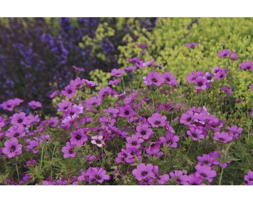Pakost zakrpatený sivý FloraSelf Geranium cinerea 'Ballerina' 5-15 cm kvetináč 0,5 l