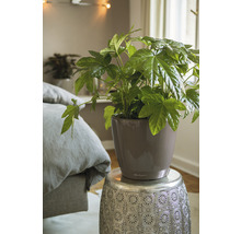 Izbová rastlina v kvetináči na odkladacom stolíku v spálni