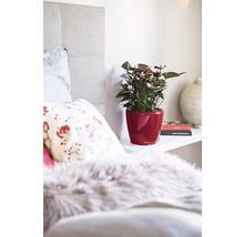 Dekoratívna spálňa s antúriou v červenom ozdobnom kvetináči na poličke