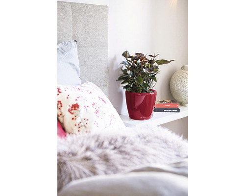 Dekoratívna spálňa s antúriou v červenom ozdobnom kvetináči na poličke