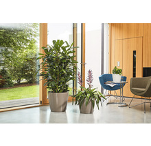 Dve izbové rastliny v kvetináčoch na podlahe pred oknom.