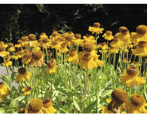 Žlté kvety Rudbeckie lesklé na záhone