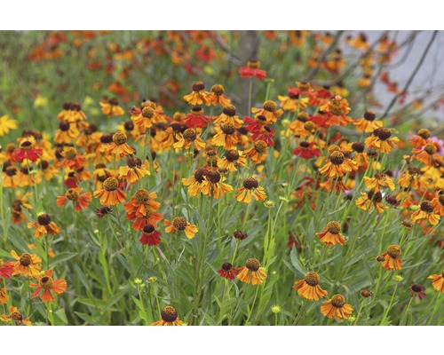 Helenium kultivar 'Moerheim Beauty 5-70 cm kvetináč 0,5 l