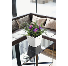 Dekoratívne aranžmán s fialovými kosatcami v bielom kvetináči na odkladacom stolíku