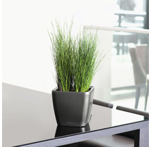 Trsy trávy v hranatom kvetináči na stole