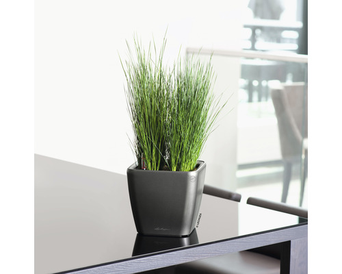 Trsy trávy v hranatom kvetináči na stole