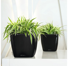 Dve izbové rastliny v čiernych kvetináčoch.
