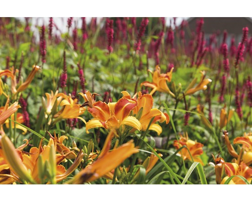 Detailný pohľad na oranžové ľaliovky v záhone