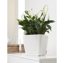 Izbová rastlina Spathiphyllum v bielom kvetináči