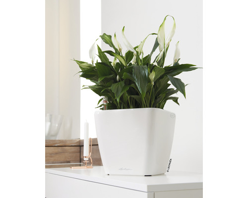 Izbová rastlina Spathiphyllum v bielom kvetináči