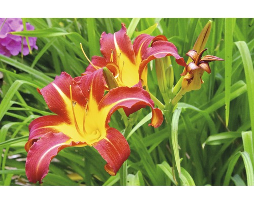 Ľaliovka FloraSelf Hemerocallis-kultivar 'Sammy Russel' 5-20 cm kvetináč 0,5 l