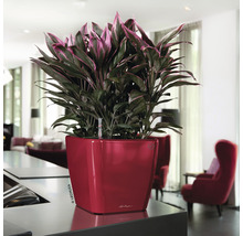 Izbová rastlina v červenom kvetináči so zavlažovacím systémom