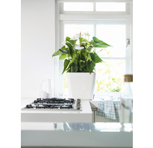 Interiérová scéna s antúriou v bielom kvetináči na kuchynskej linke